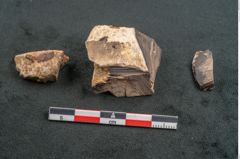 Foto (Seitenansicht) von Quercus sp. (NHMW-GEO-2024-0188-11585)